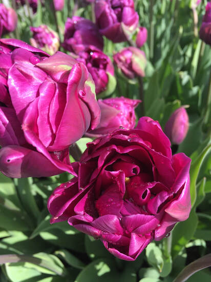 Tulips were once the most expensive flowers.